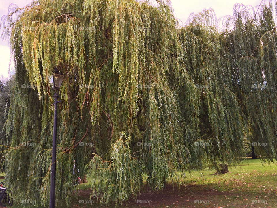Wish upon a willow.