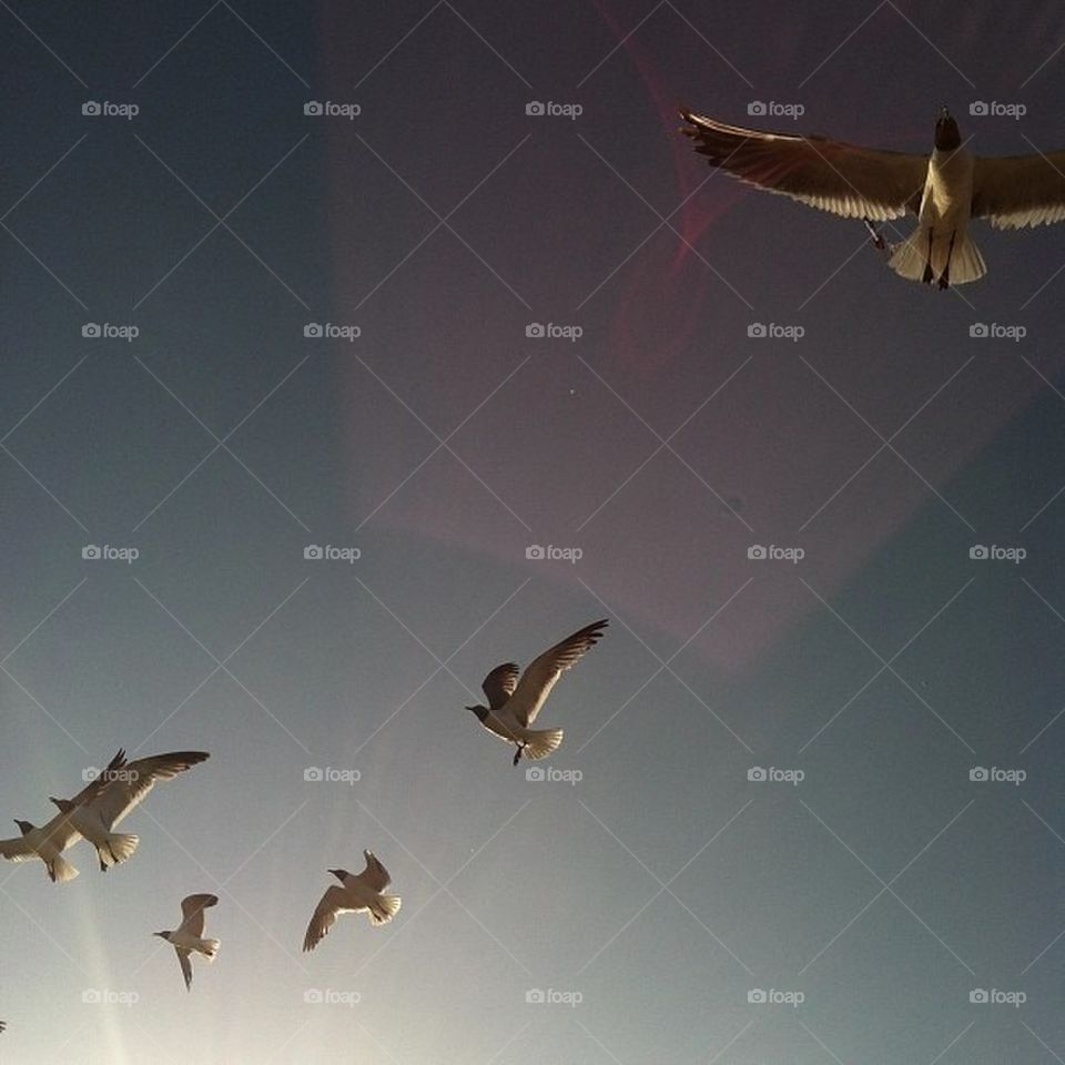 sky nature clouds birds by itsAus