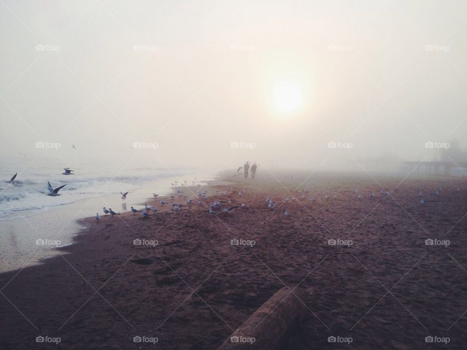 beach sky birds autumn by safonkina