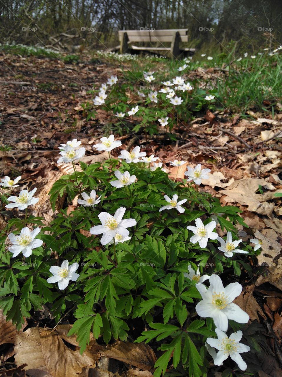 spring in the Forest
Frühling im Wald