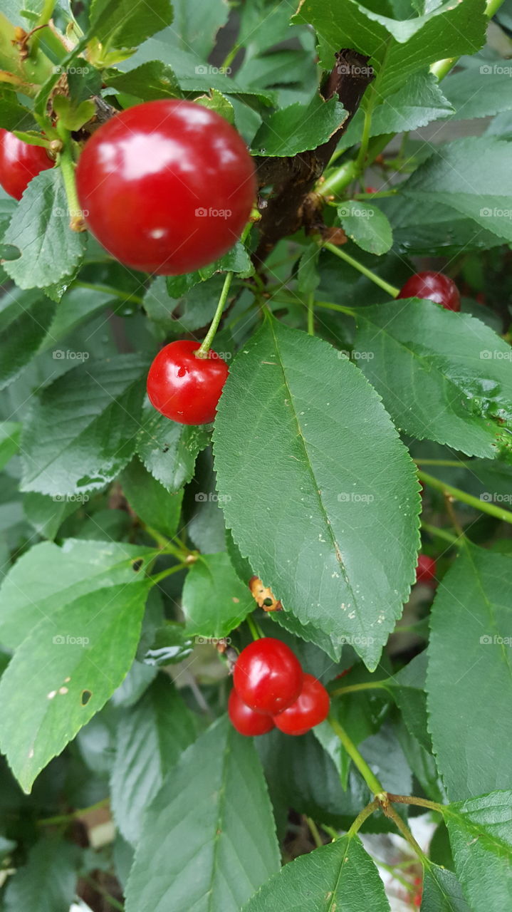 cherries