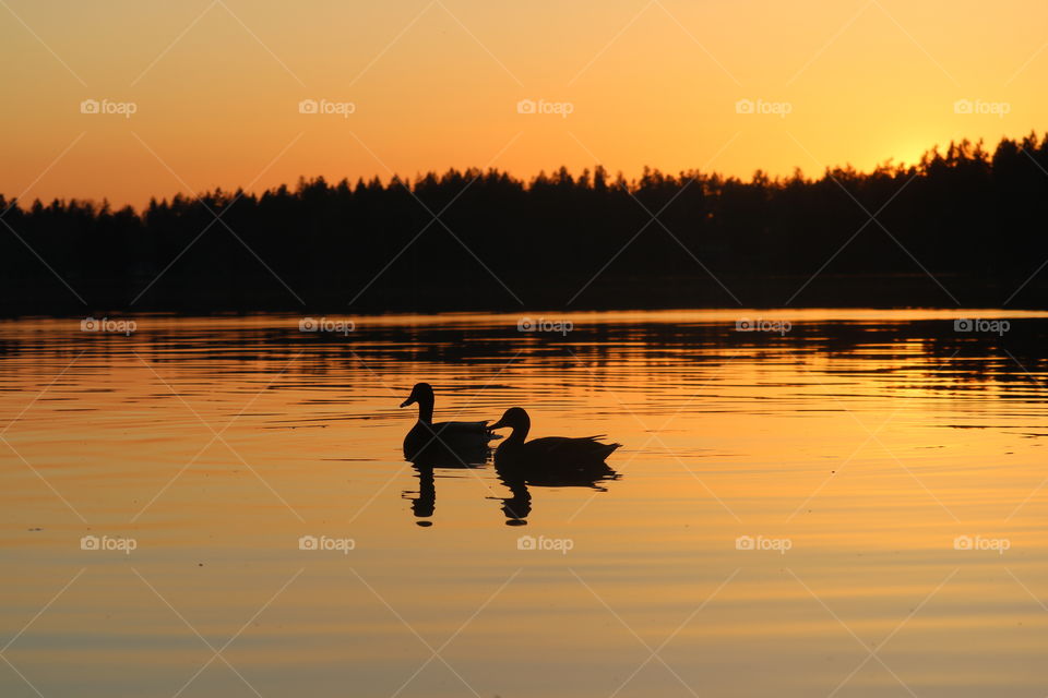 Lake at sunset with ducks