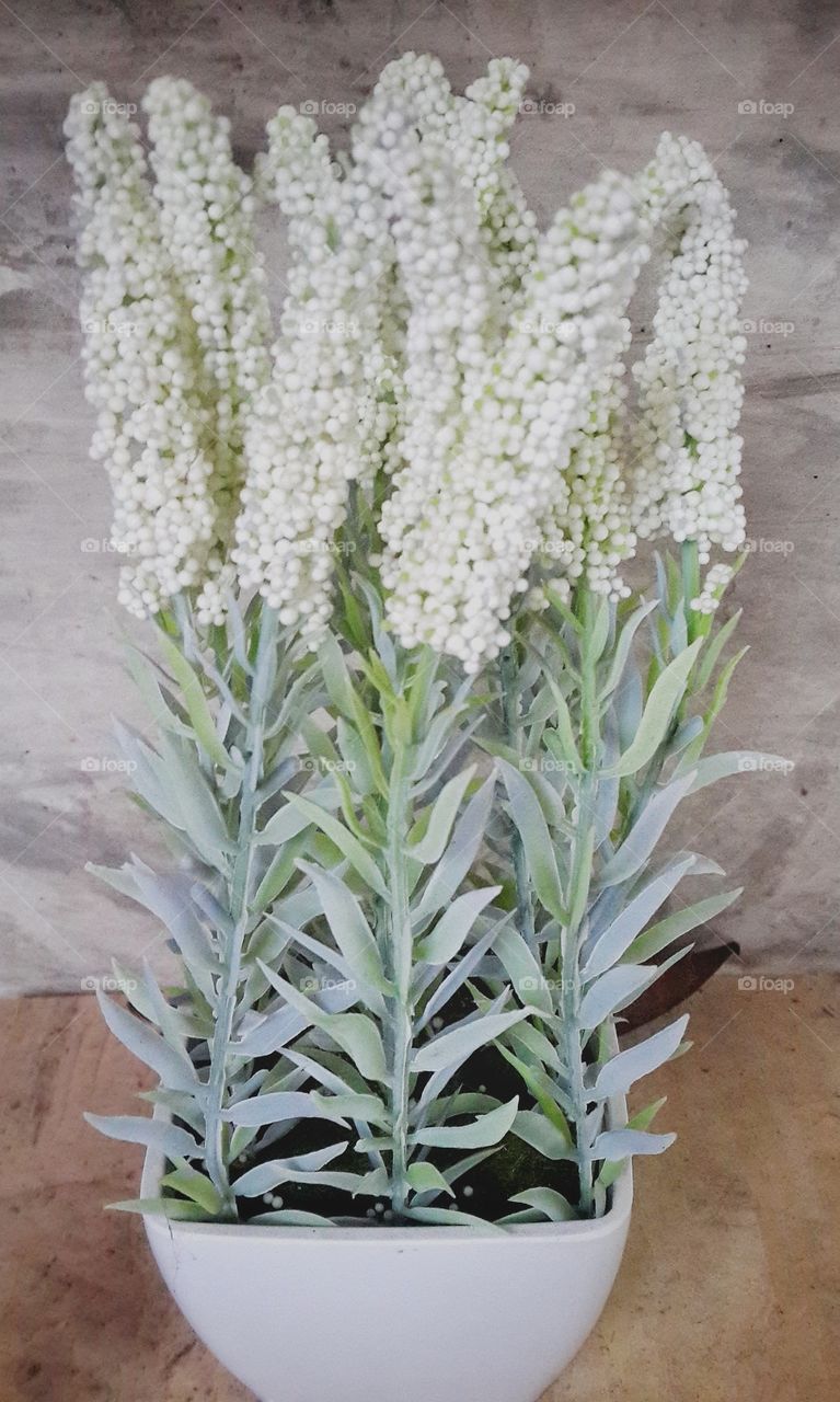 white flowers 

 in flowerpot very beautiful