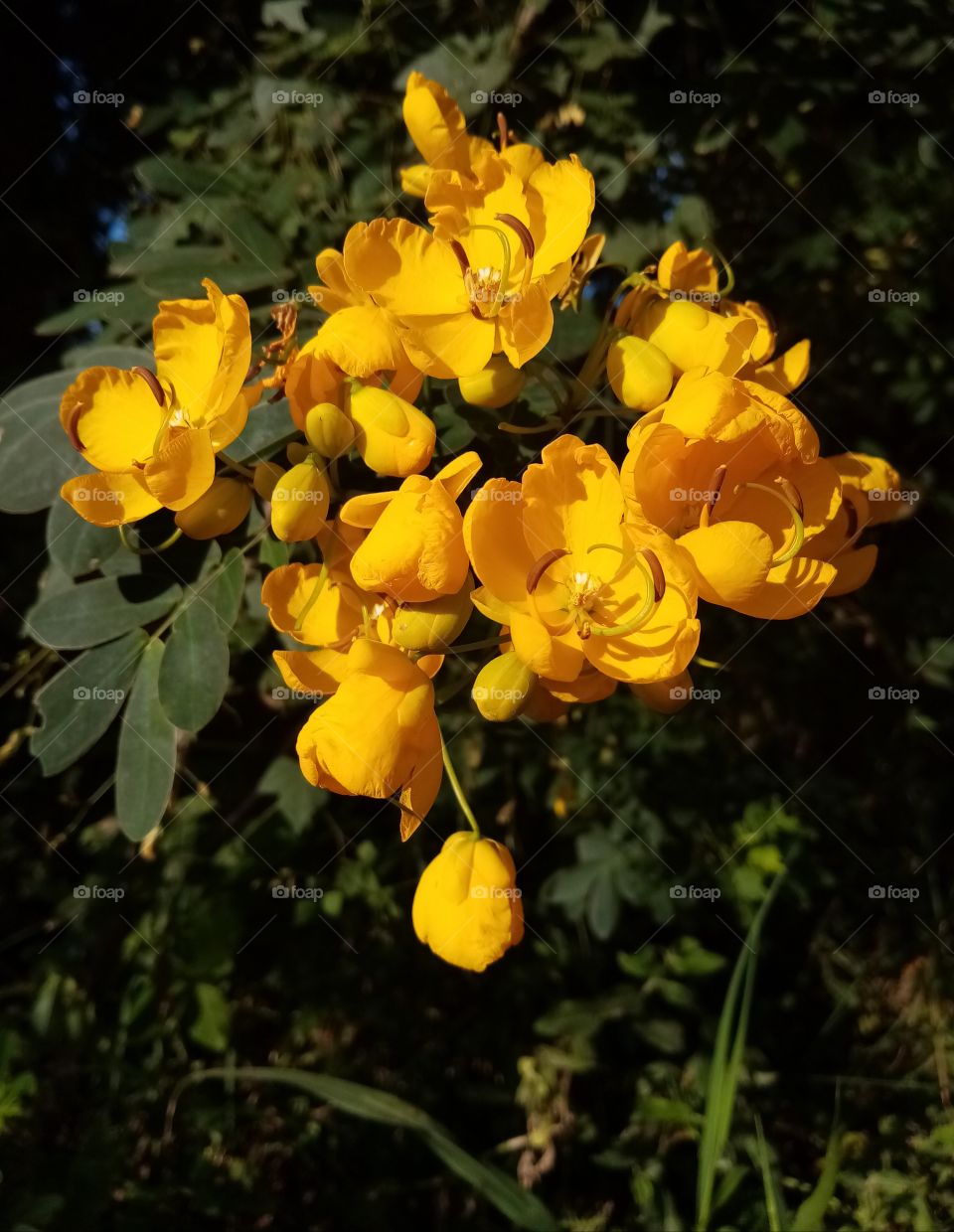 Yellow Flowers 💐