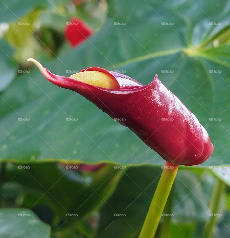 Red anthurium