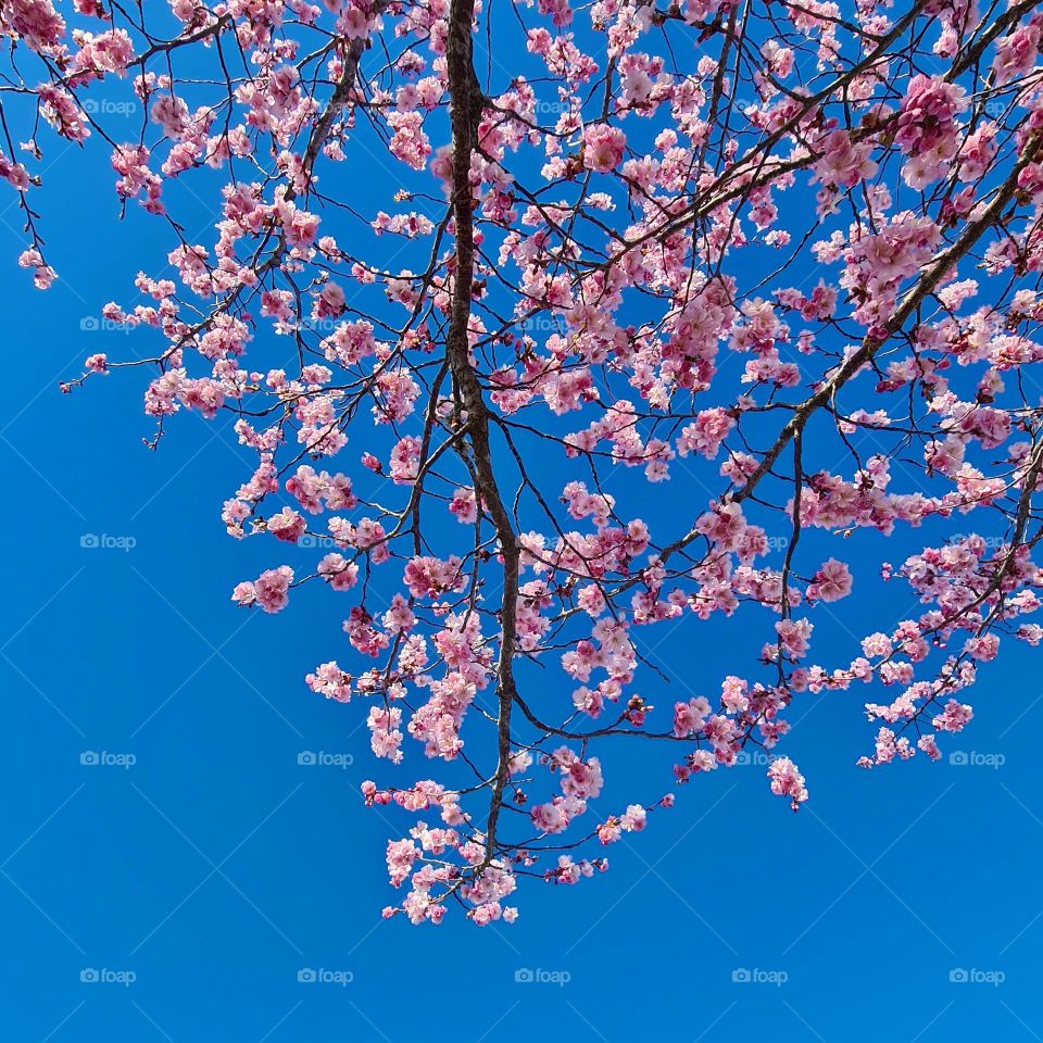 cherryblossom branch