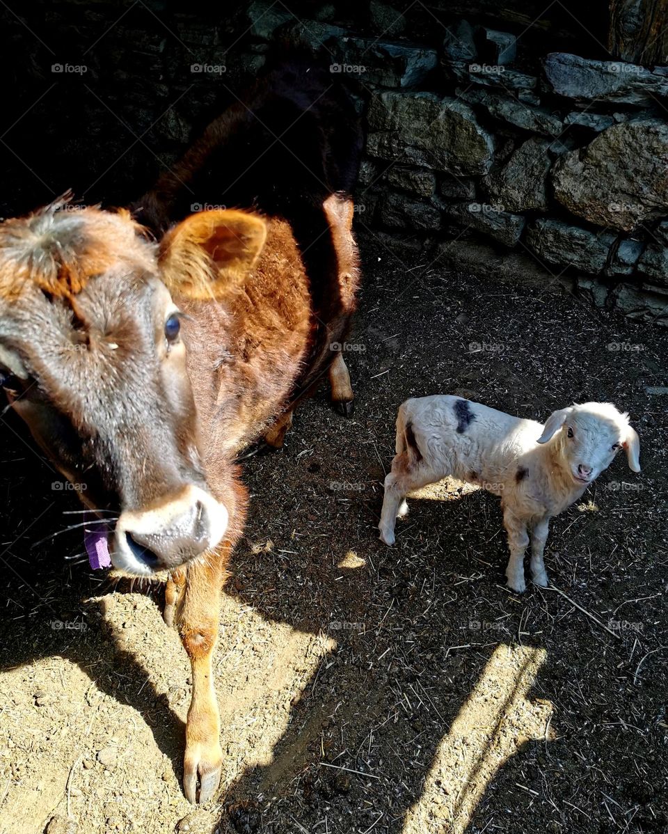 Calf and sheep