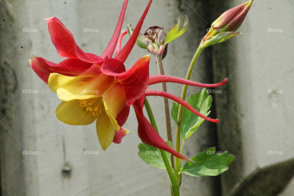 columbine flower