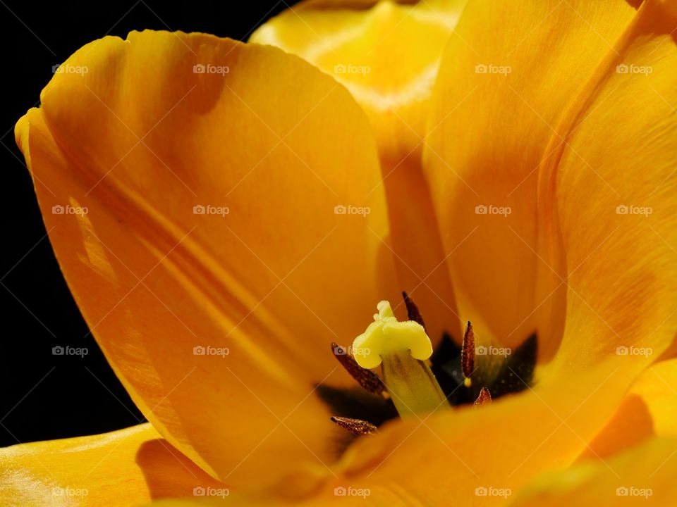 Macro shot of yellow tulip