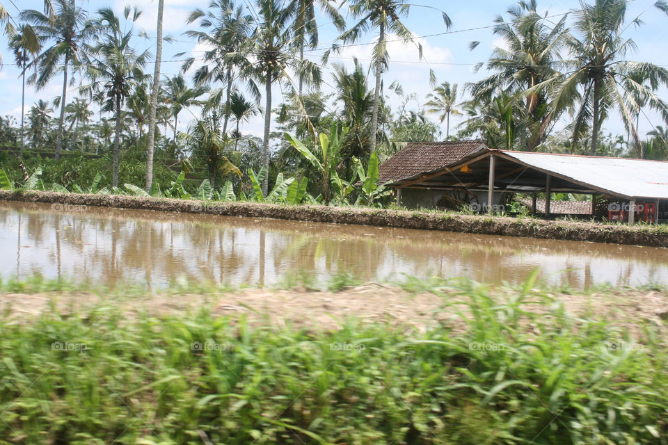 rice field