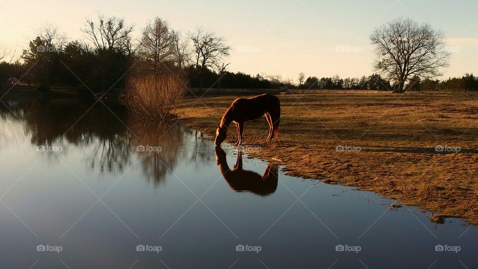 Horse Drinking