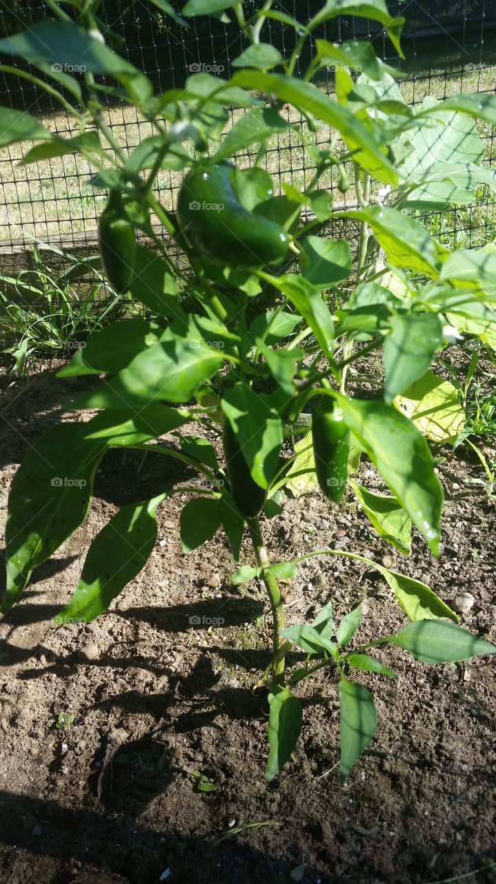 My stepsons jalapeño plant that he has named Jose after Jeff Dunham's puppet character "Jose Jalapeño on a stick"