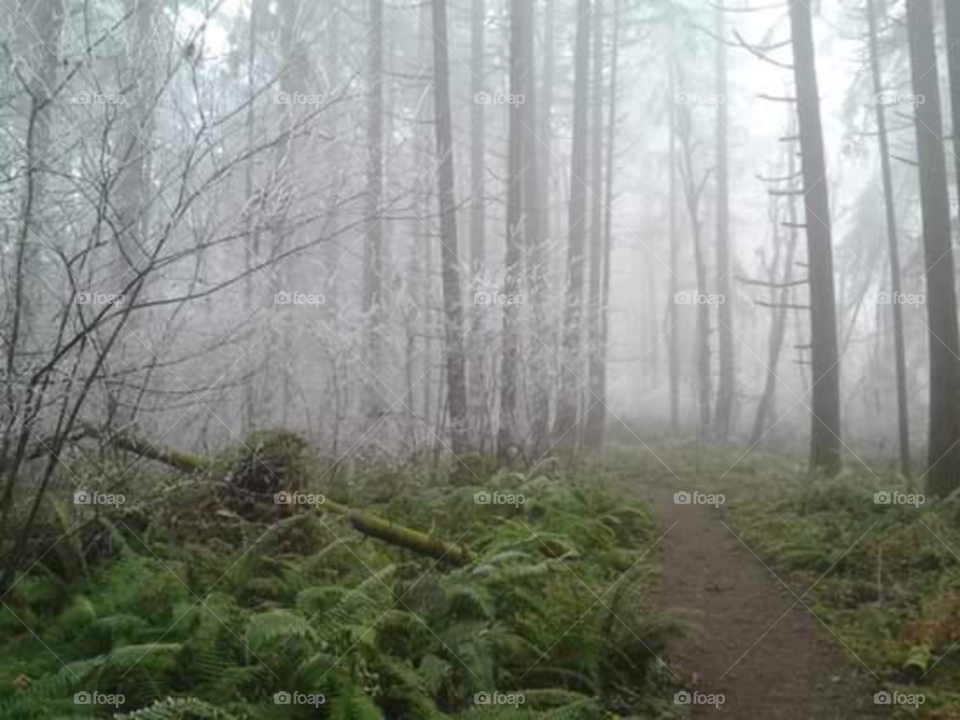 hiking path in the woods