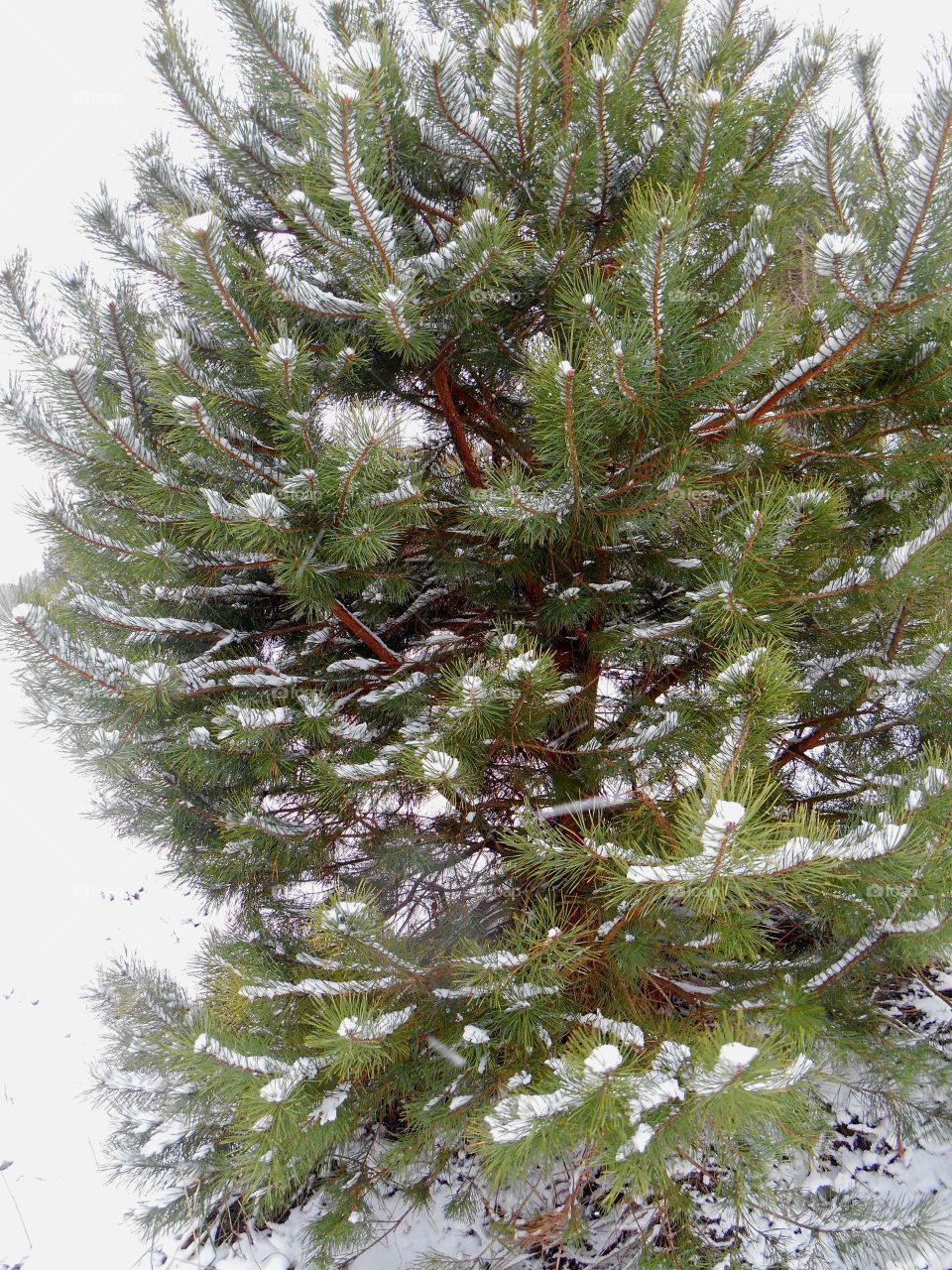 Tree, Pine, Needle, Nature, Winter