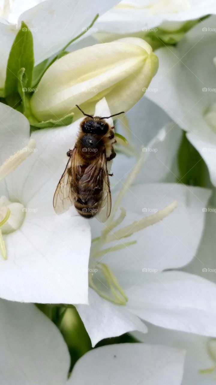 bee