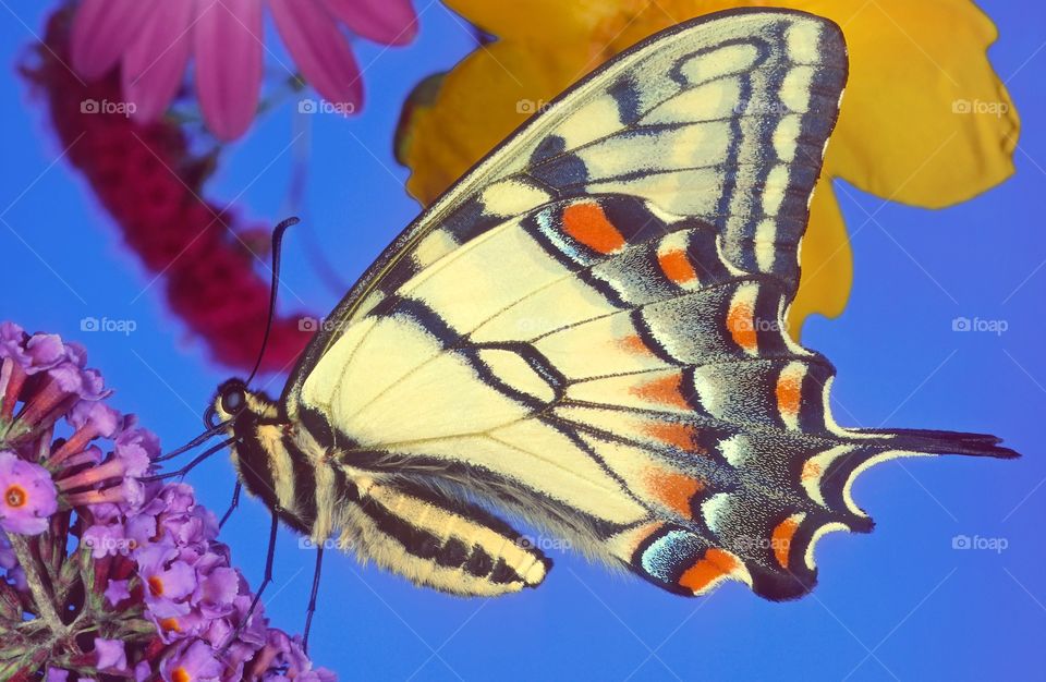 Close up portrait of a Swallowtail butterfly. 