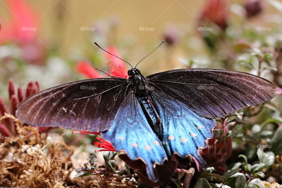 Beautiful butterfly of black and blue