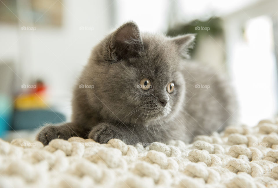 Grey kitten is lying on big pillow