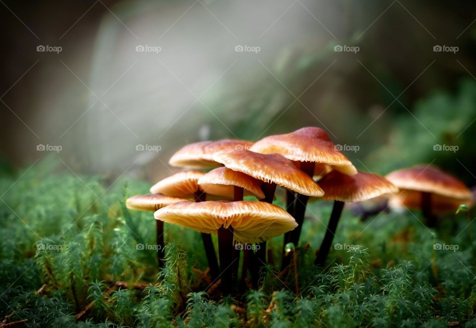 Orangey autumn mushrooms growing out of moss