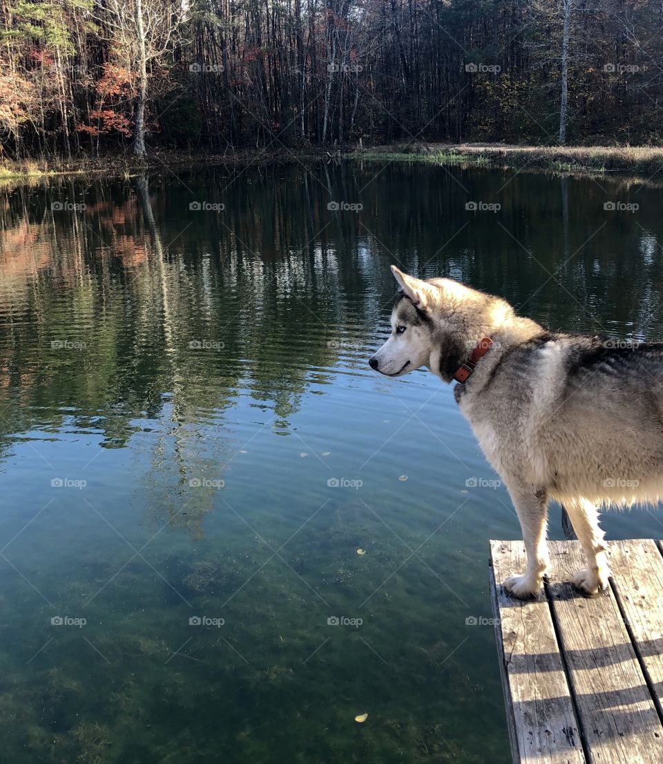 Beautiful Siberian husky dog profile standing on wooden pier looking over forest pond 