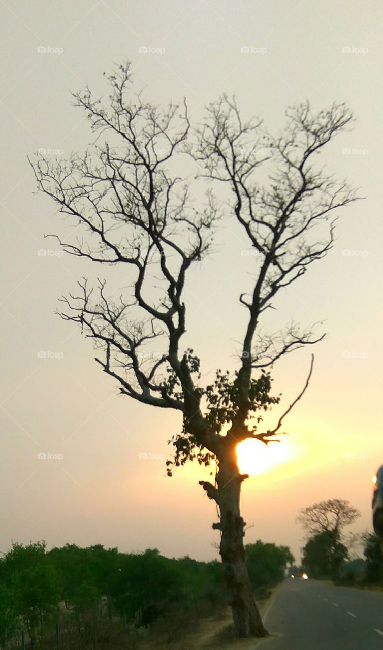 A very nice real tree.... Picture... Snap...  When we were riding...