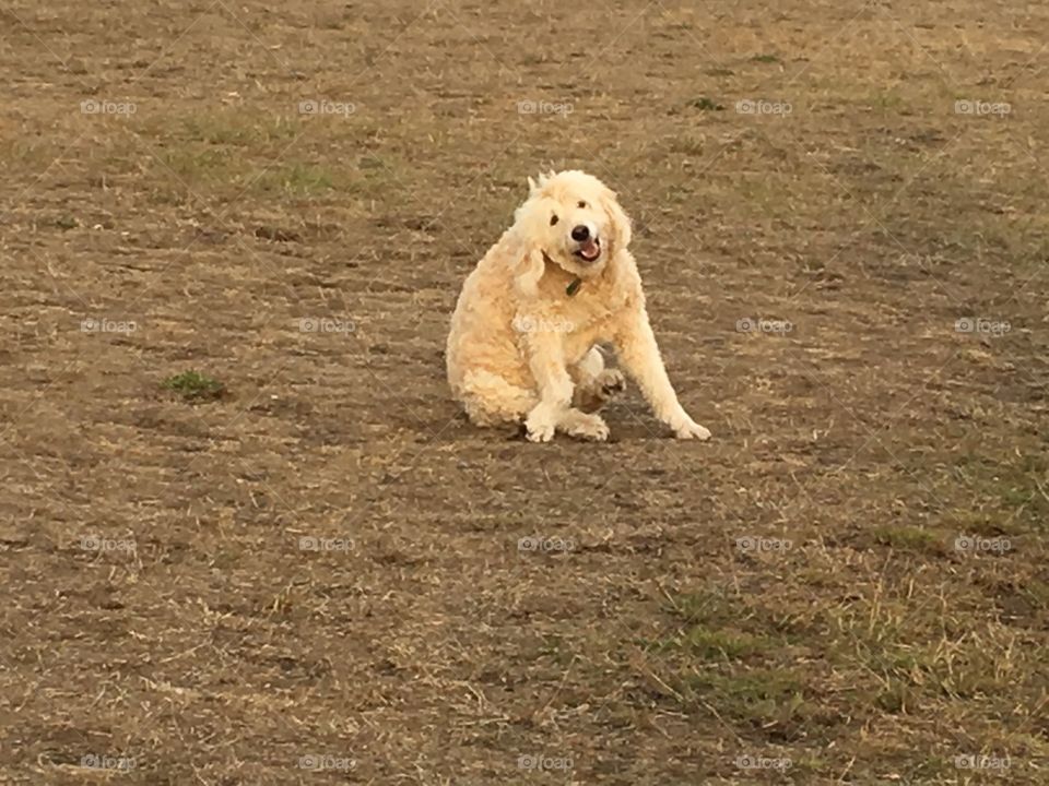 Sitting and smiling doggy