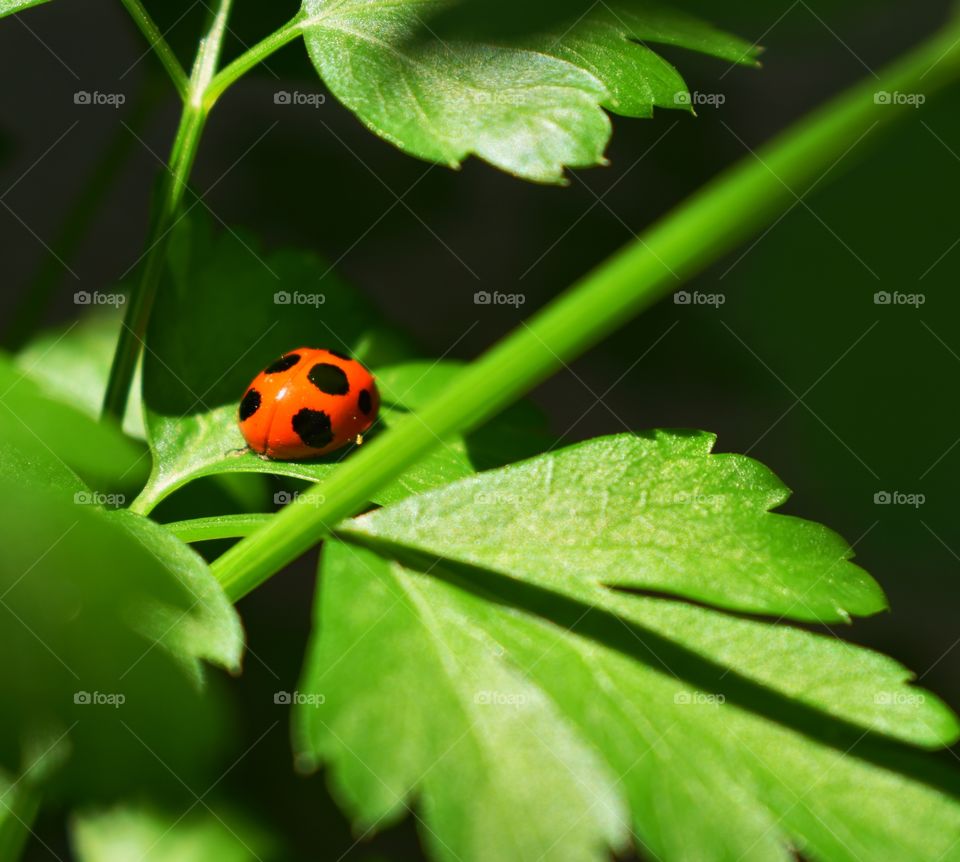 Ladybug