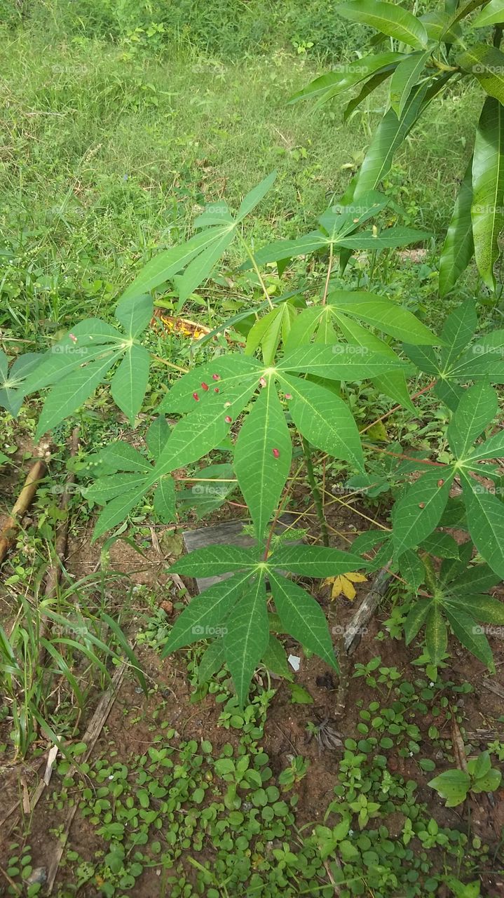 Small cassava tree.  Predominant plant in the Northeast of Brazil.
