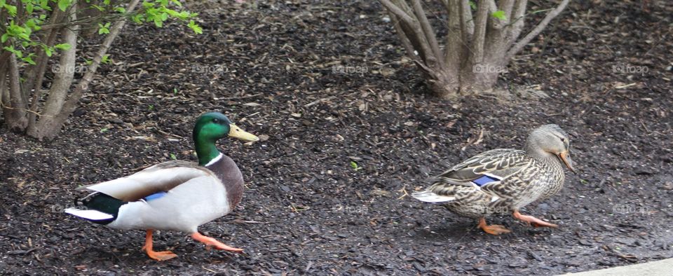 Two mallard ducks (a male and a female) walking in lockstep after an April rain 