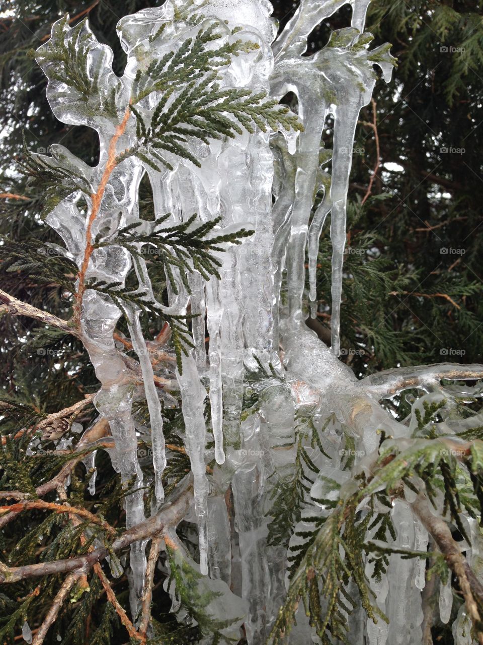  Chilly icicles on a frozen cedar tree