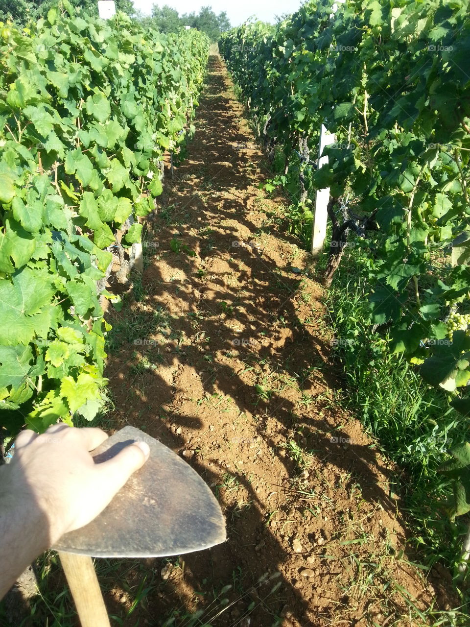 A workday in the vineyard