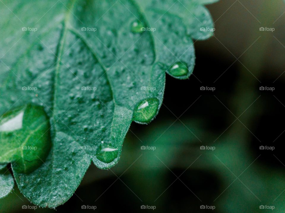 The green leaf with drop off water.