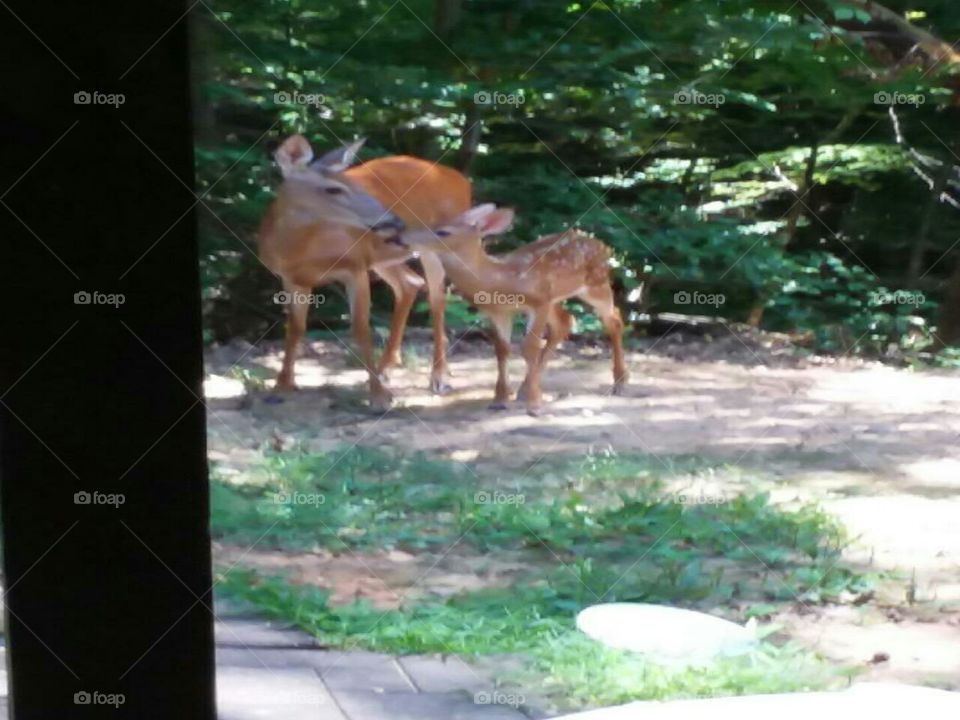 Mama & Baby Deer