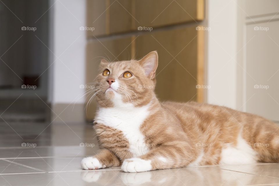 Ginger cat with home interior