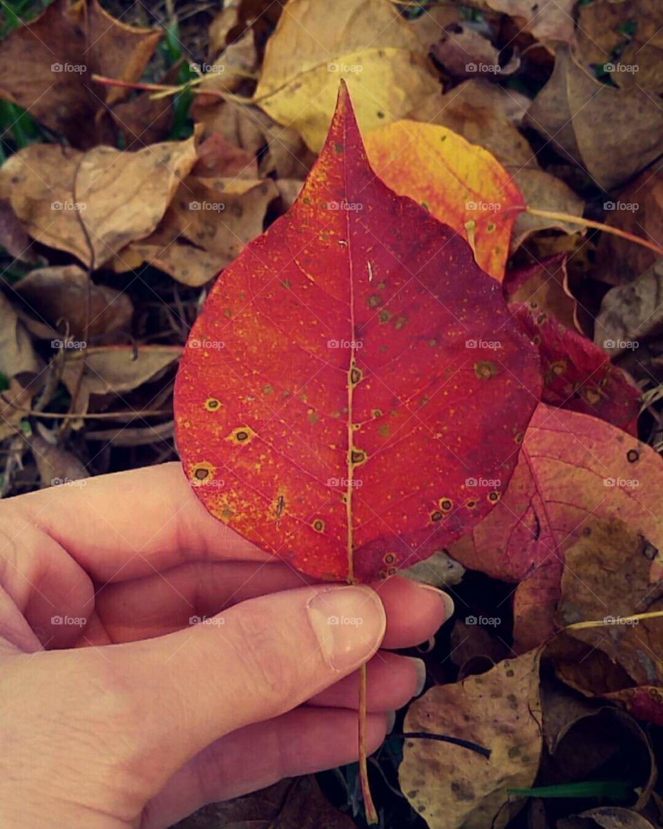 Fall, Leaf, Maple, Nature, Flora