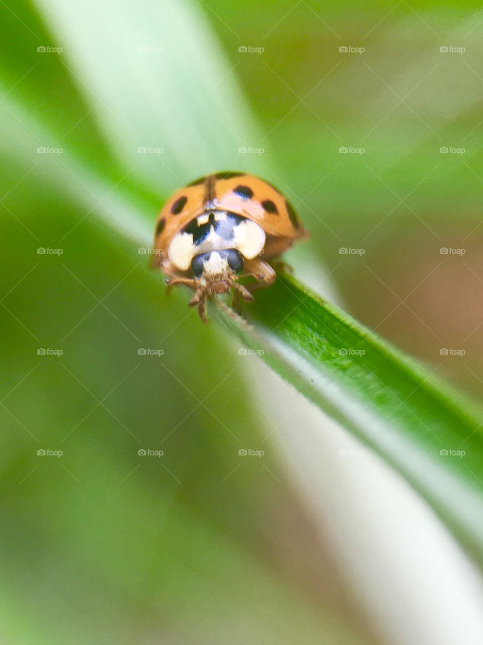 Ladybug