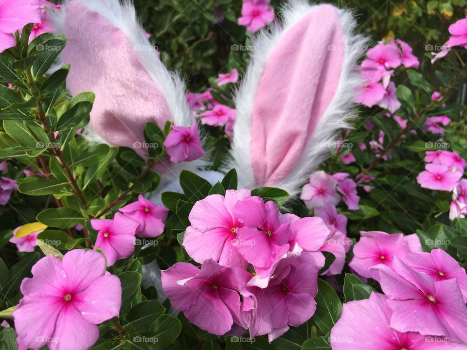 Easter bunny hiding in the garden, pink pink