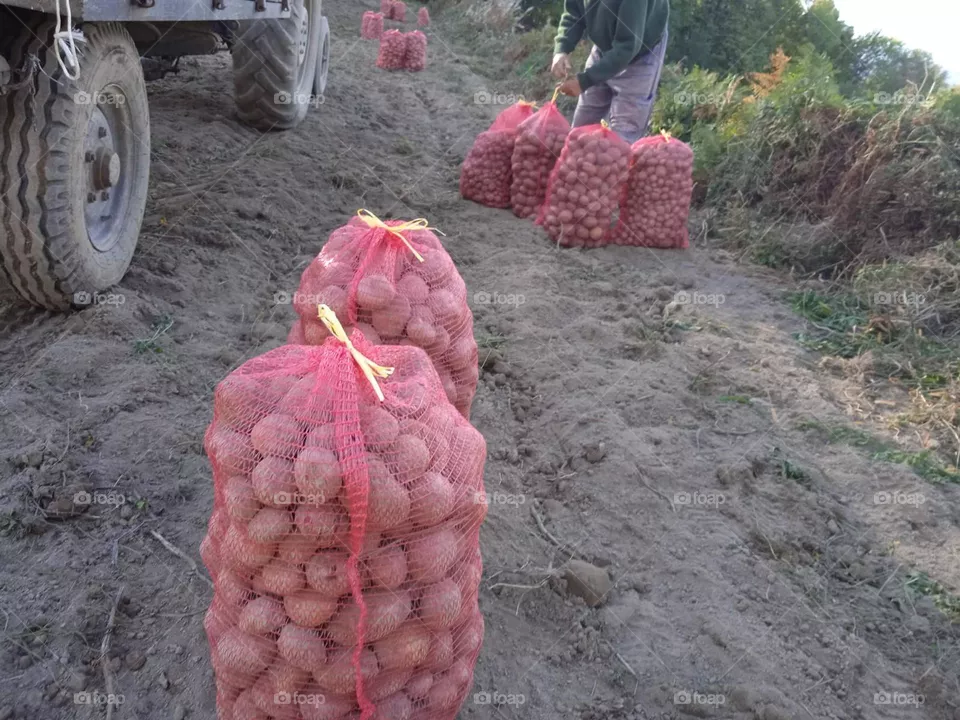 Potato
