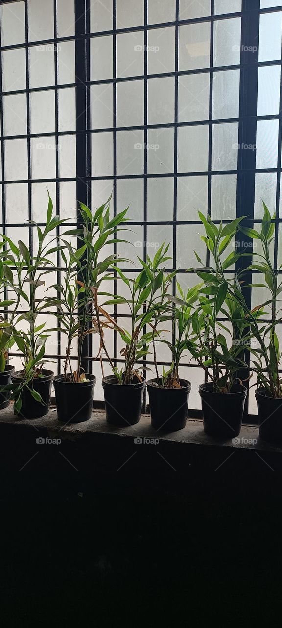 evergreen : every plants🌱🌱 make our earth more oxygenated.