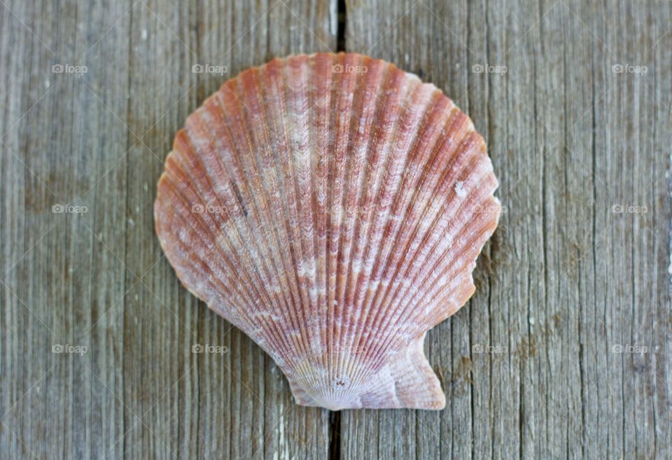 Perfect Imperfections - broken seashell on a wooden surface