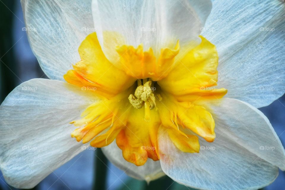 Daffodils