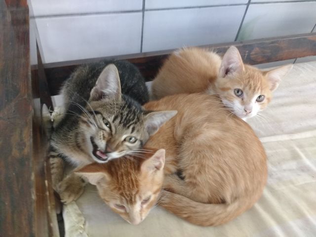 baby cats