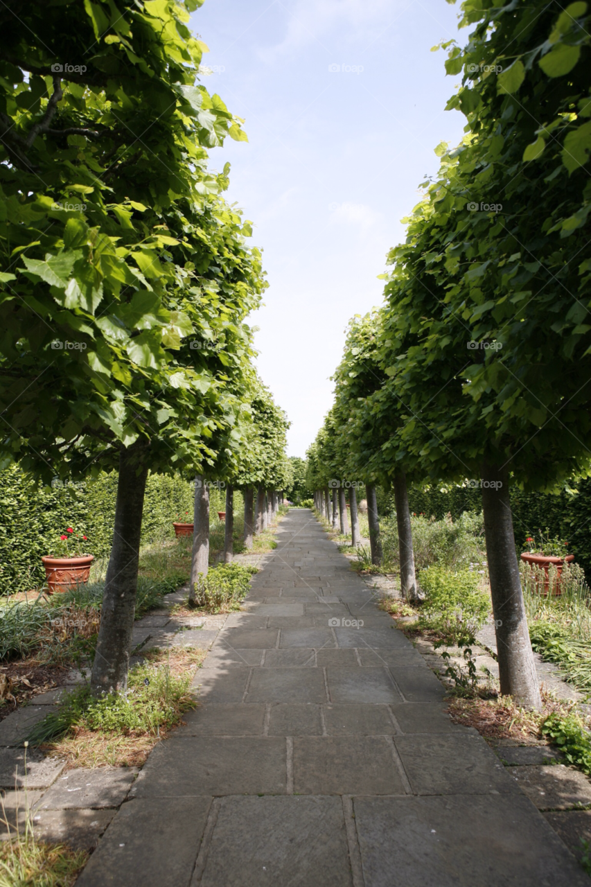 trees path beech row of trees by zac1
