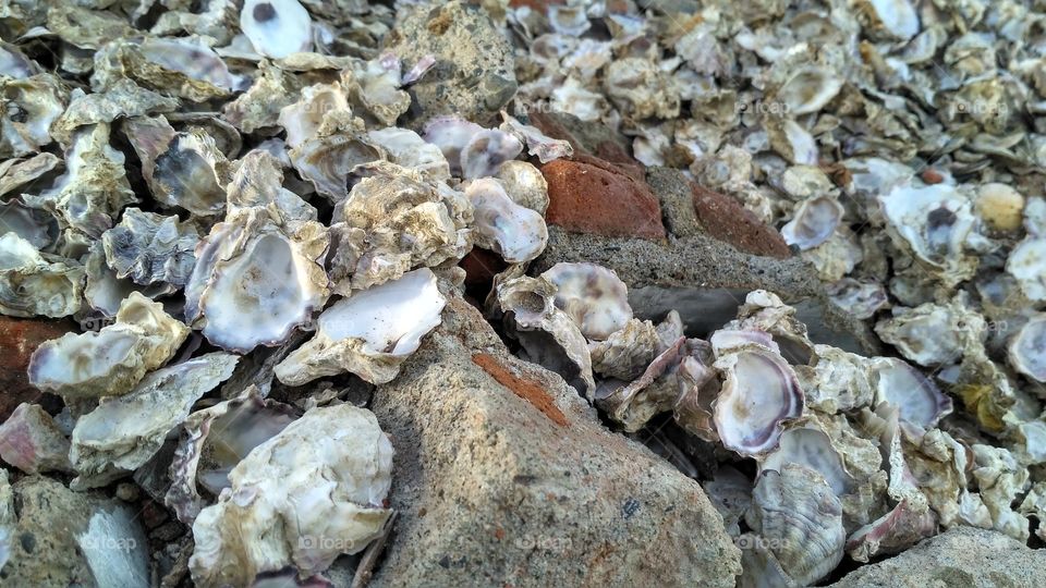 Pile of shells
