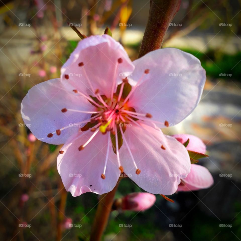 персик цветет