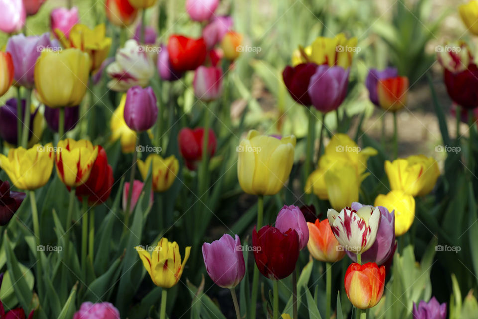 Colorful tulips