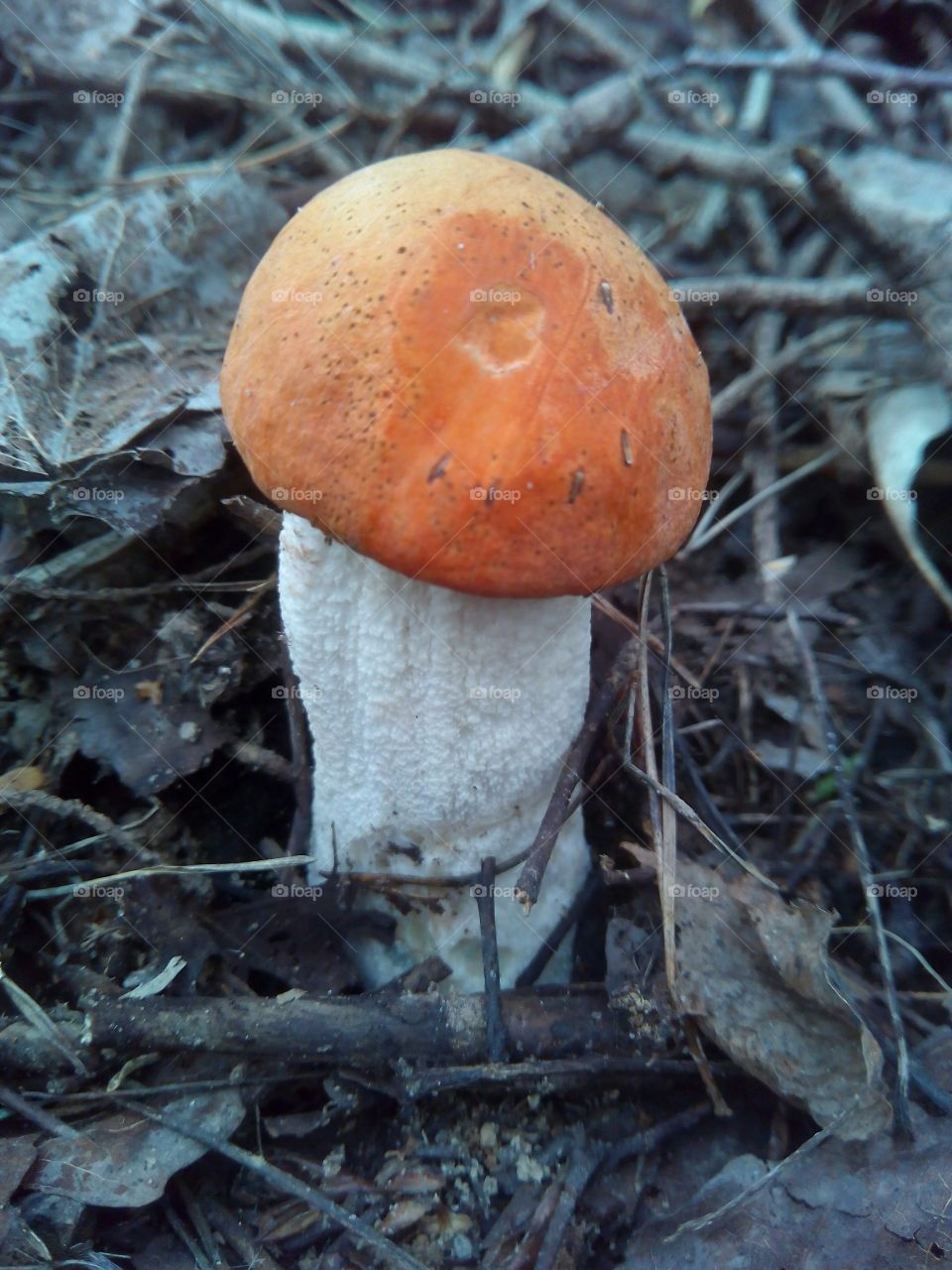 mushroom