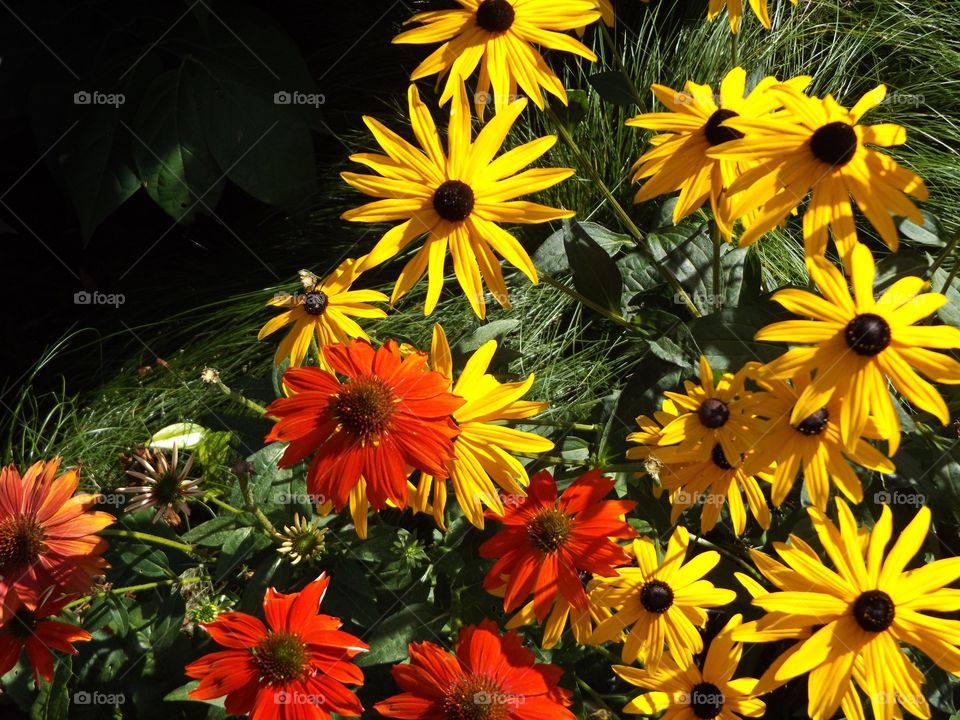 Flowers blooming in the garden