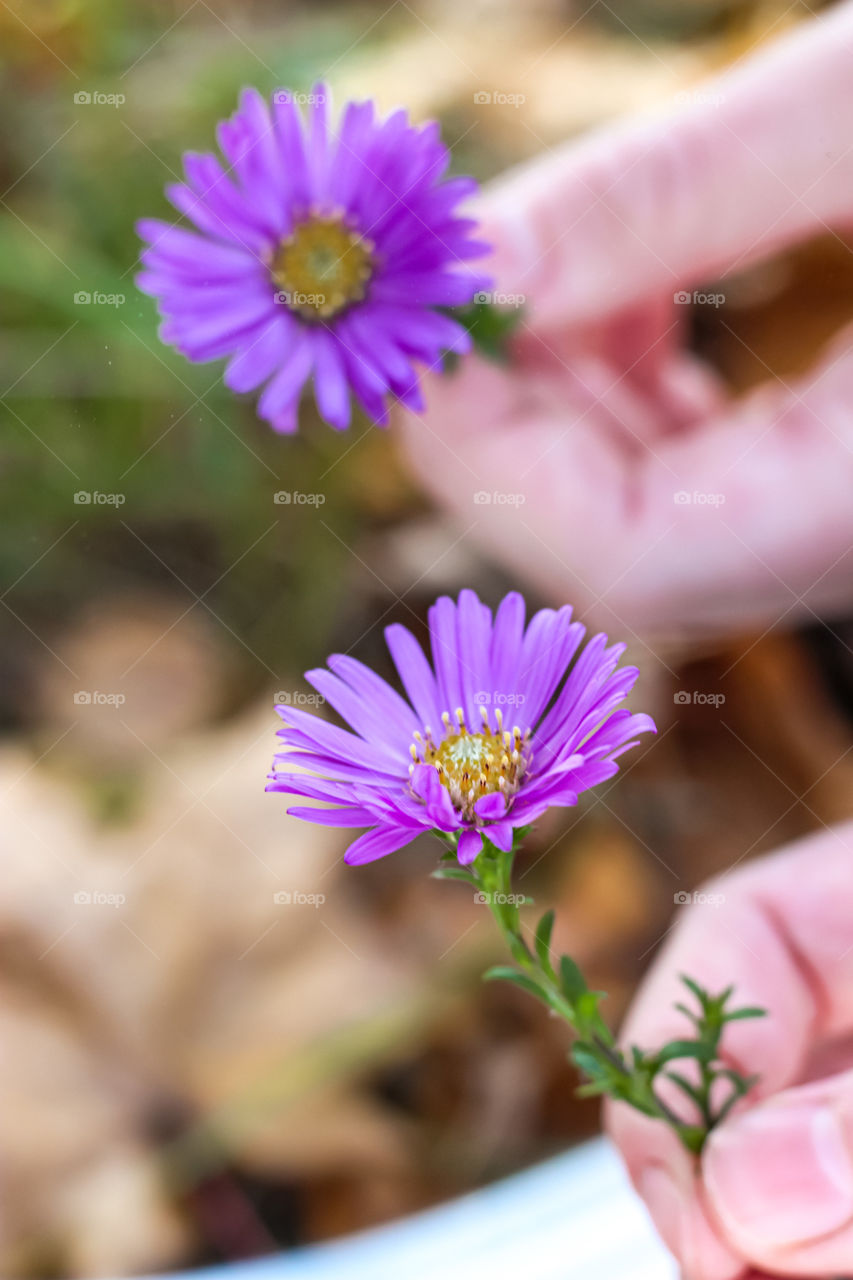 Beautiful purple flower