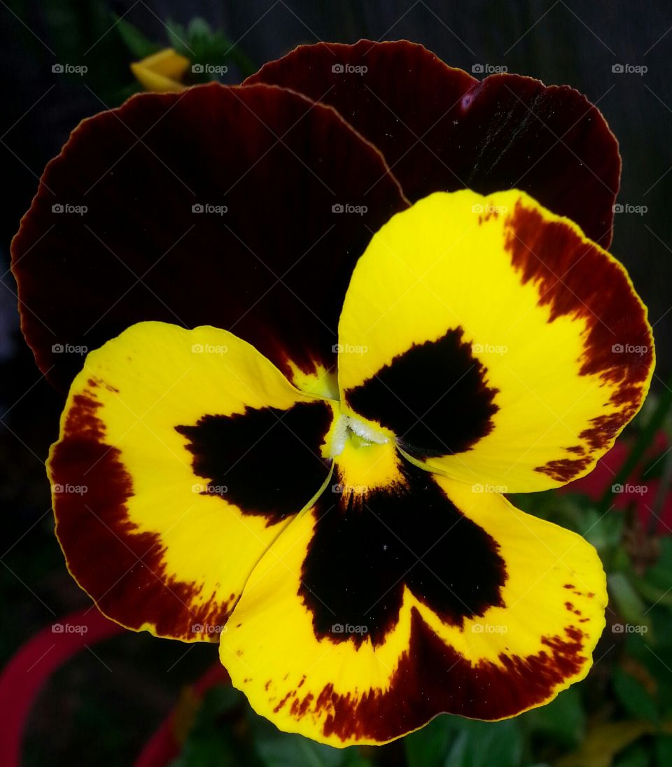 This voluntary yellow Pansie catches your eye soon as you look in the garden